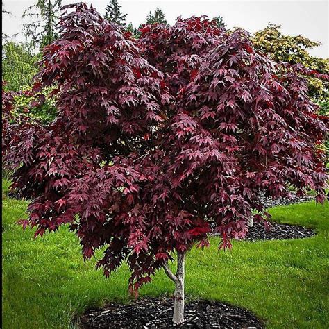 japanese maple tree for sale canada
